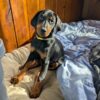 Delivery included! Aura Dobermans