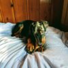 Aura Dobermans