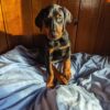 Delivery included! Akc pedigree dobermans