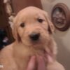Golden retriever pup