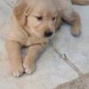 Golden retriever pup
