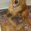 Golden retriever puppies