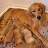 Golden retriever puppies