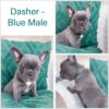 AKC French Bulldog Male Puppy