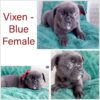 AKC French Bulldog Female Puppy