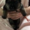 Reserve for Christmas! AKC German Shepherd Puppies Born 11/19/25