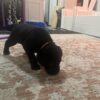 Black Labrador Puppy