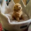 Toy Poodle