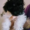 AKC Miniature Schnauzer Parti Color Male Puppy