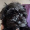 AKC Miniature Schnauzer Black Male Puppy