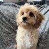 Cavapoo