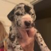 Great Dane puppies