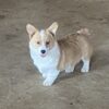 Pembroke Welch Corgi