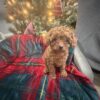 Cinnamon – Cavapoo Puppy