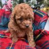 Vixen – Cavapoo Puppy