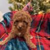 Snickerdoodle – Cavapoo Puppy