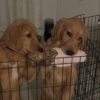 Golden retriever puppies