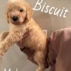 Goldendoodle Puppies