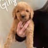 Goldendoodle puppies