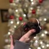 pedigree boxer pups