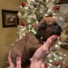 pedigree boxer pups