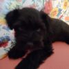 AKC Miniature Schnauzer Black Male Puppy