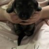 Reserve for Christmas! AKC German Shepherd Puppies Born 11/19/25