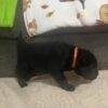 Black Labrador Puppy
