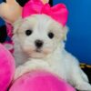 Barbie Doll the Maltese