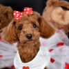Sophia the Toy Poodle