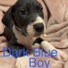 Great Dane – Pure Bred