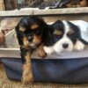Cavalier King Charles Spaniel