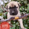 English mastiff puppy