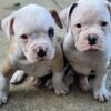 American bulldog johnson type
