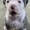 American bulldog johnson type