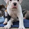 American bulldog johnson type