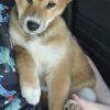 Shiba inu puppy
