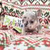 Frenchbulldog mini merle male super tiny
