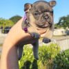 French bulldog puppies