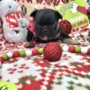 French bulldog puppies