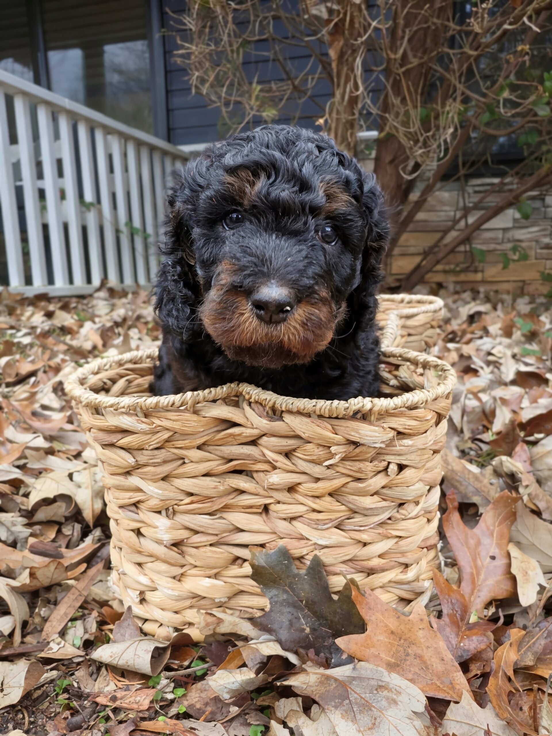 homegrownheartsdoodles