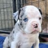 American bulldog johnson type