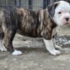 American bulldog johnson type