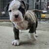 American bulldog johnson