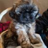 Shih tuz/Yorkie mix