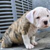 American bulldog johnson type