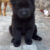 Black ChowChow