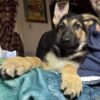 Ready Now! Males & Females Gorgeous GSD Pups!!!