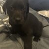 Full blood Labrador Retriever puppy!!!