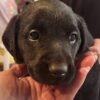 Full blood Labrador retriever puppies!!!